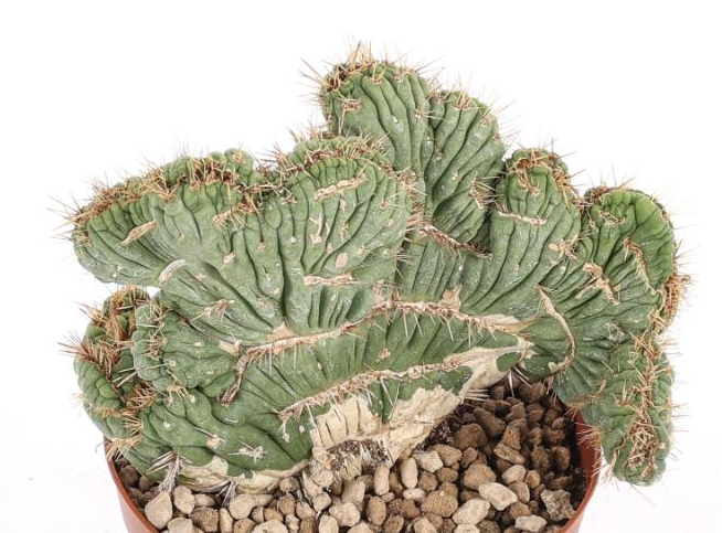 Eulychnia castanea crestata 10 Pieces Seeds