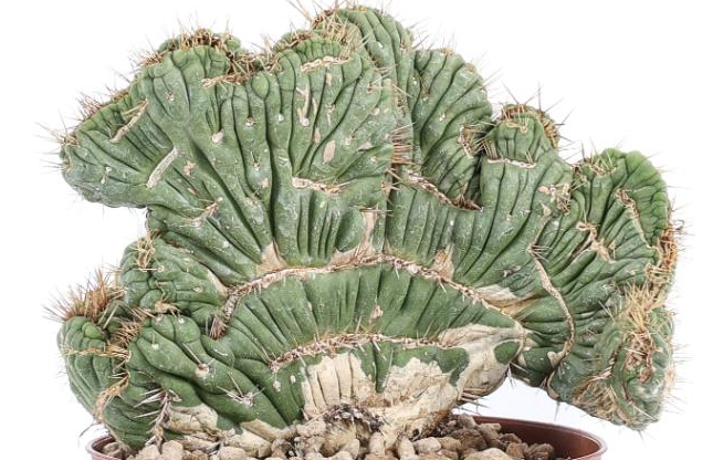 Eulychnia castanea crestata 10 Pieces Seeds