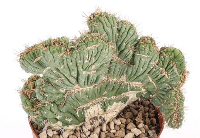 Eulychnia castanea crestata 10 Pieces Seeds