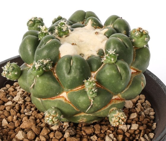 Coryphantha elephantidens cv. Tanshi Zougemaru inermis 10 Pieces Seeds