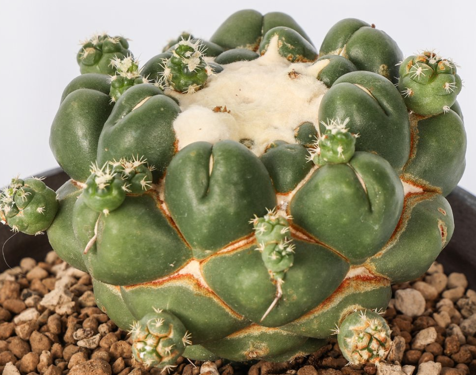 Coryphantha elephantidens cv. Tanshi Zougemaru inermis 10 Pieces Seeds