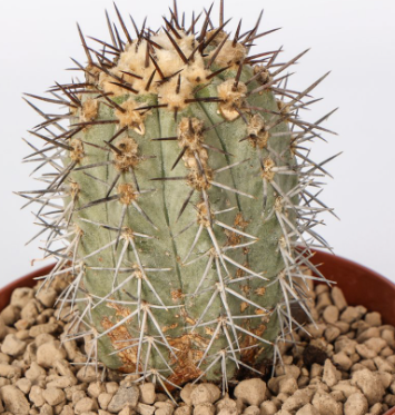 Copiapoa calderana 10 Pieces Seeds