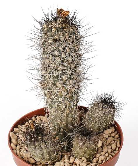 Copiapoa humilis 10 Pieces Seeds