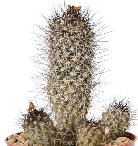 Copiapoa humilis 10 Pieces Seeds