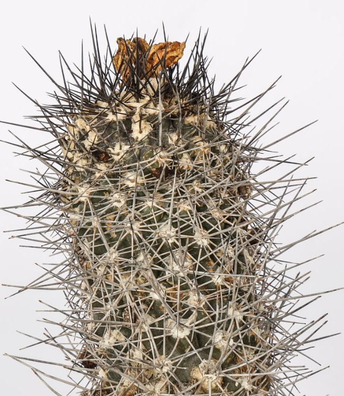 Copiapoa humilis 10 Pieces Seeds
