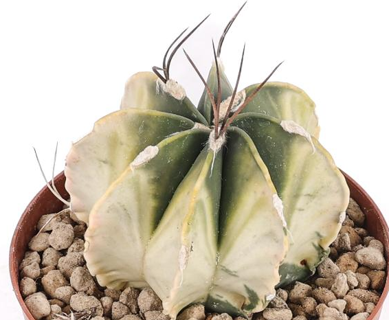 Astrophytum capricorne variegato 10 Pieces Seeds