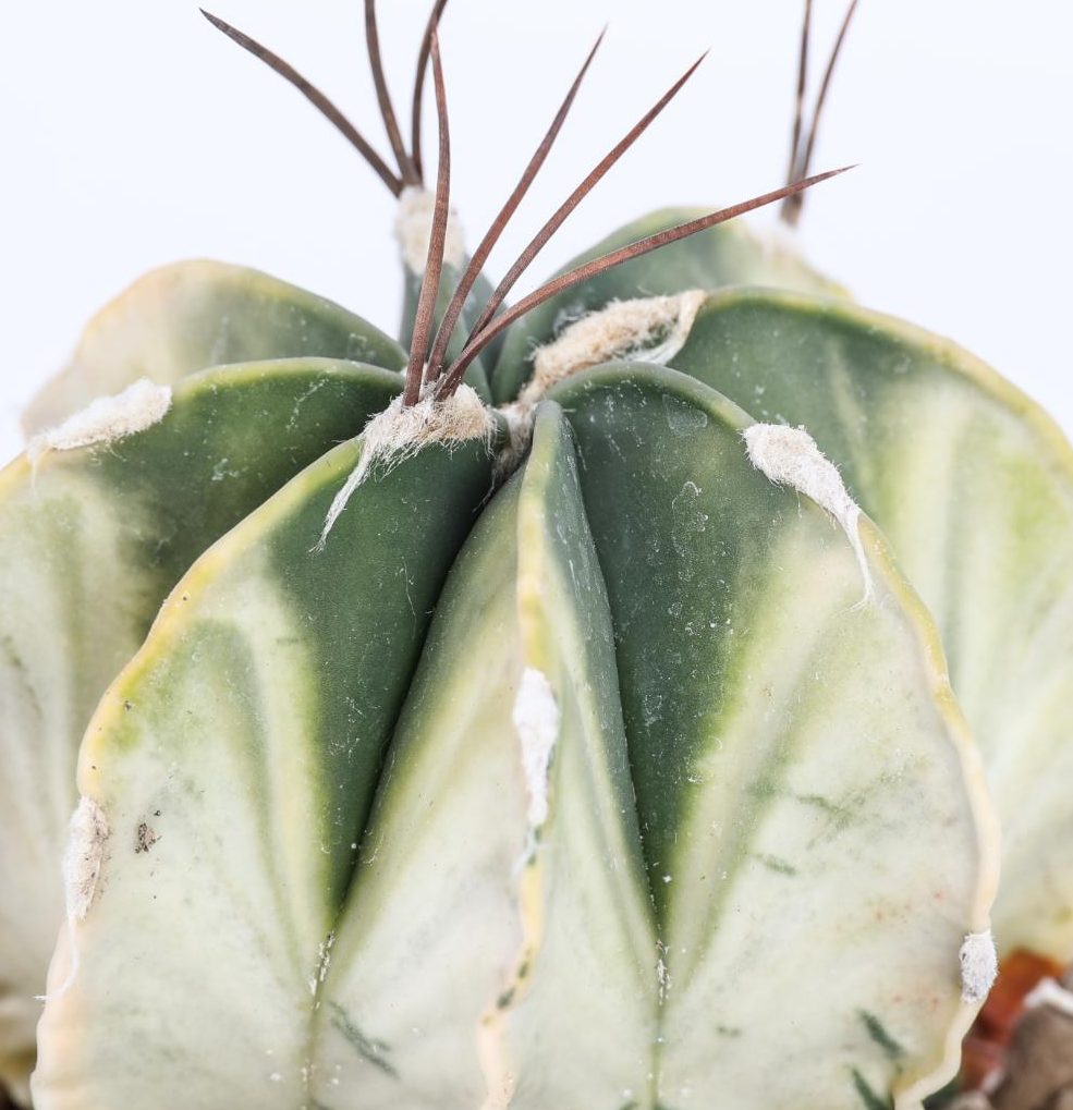 Astrophytum capricorne variegato 10 Pieces Seeds