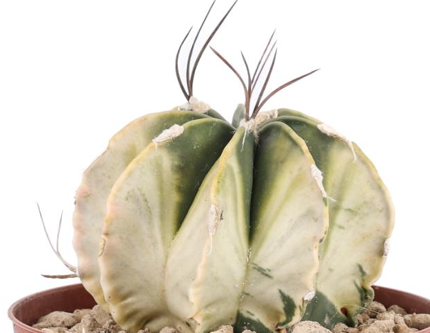 Astrophytum capricorne variegato 10 Pieces Seeds