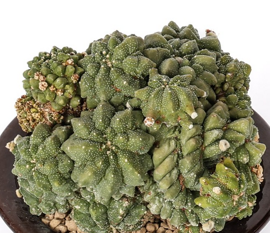 Astrophytum myriostigma cv. ikaryoko 10 Pieces Seeds