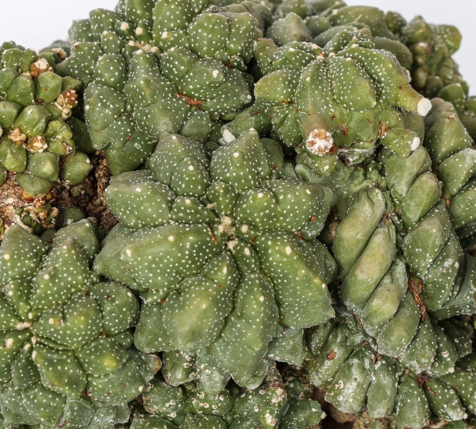 Astrophytum myriostigma cv. ikaryoko 10 Pieces Seeds