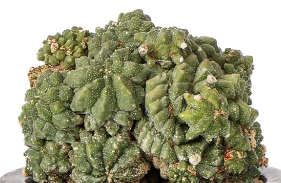 Astrophytum myriostigma cv. ikaryoko 10 Pieces Seeds