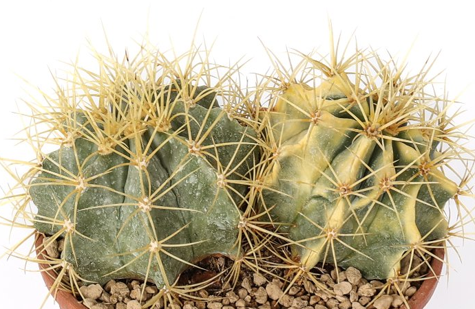 Ferocactus glaucescens variegato 10 Pieces Seeds