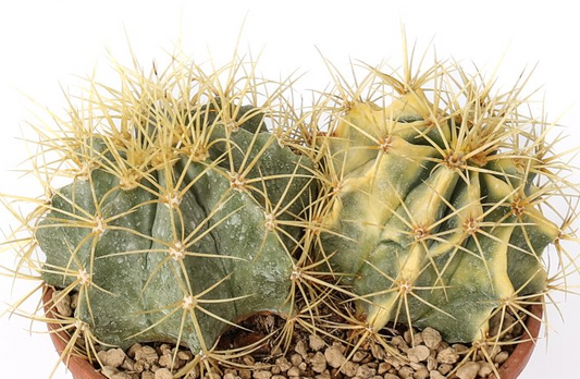 Ferocactus glaucescens variegato 10 Pieces Seeds