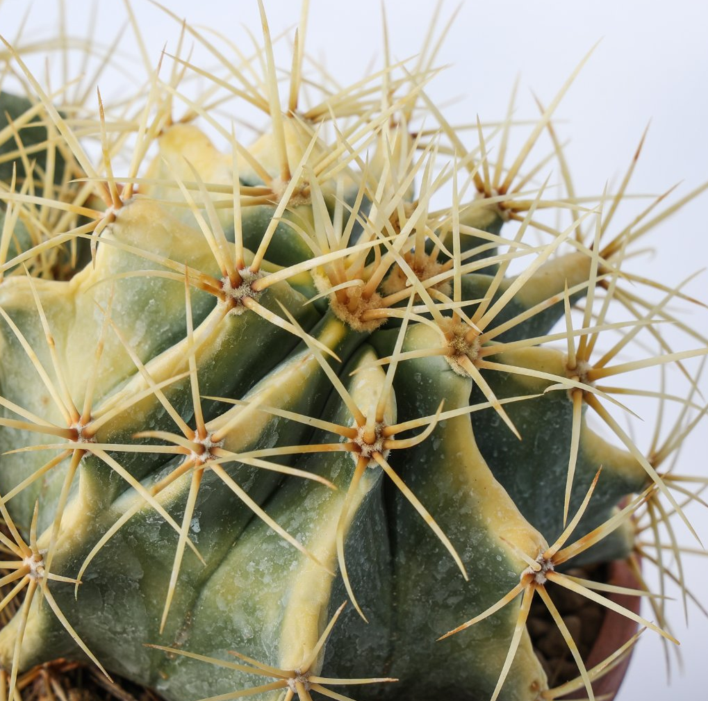 Ferocactus glaucescens variegato 10 Pieces Seeds