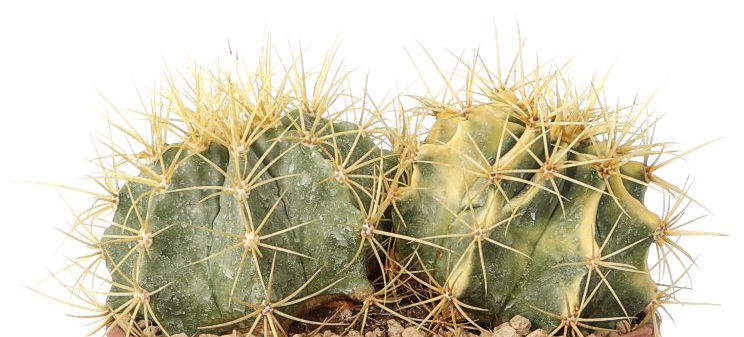 Ferocactus glaucescens variegato 10 Pieces Seeds