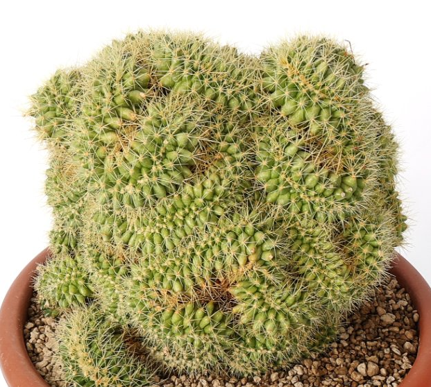 Echinocactus grusonii crestato 10 Pieces Seeds