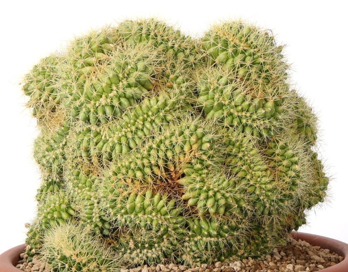 Echinocactus grusonii crestato 10 Pieces Seeds