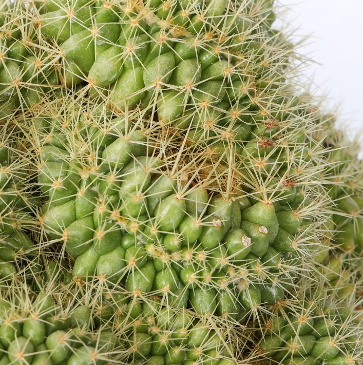 Echinocactus grusonii crestato 10 Pieces Seeds