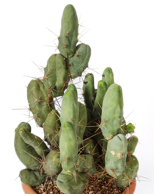 Trichocereus bridgesii 10 Pieces Seeds