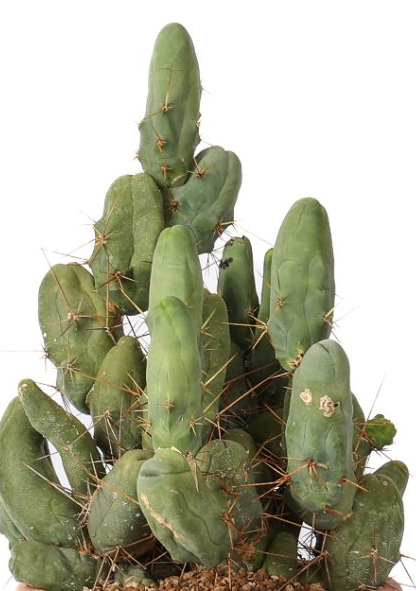 Trichocereus bridgesii 10 Pieces Seeds
