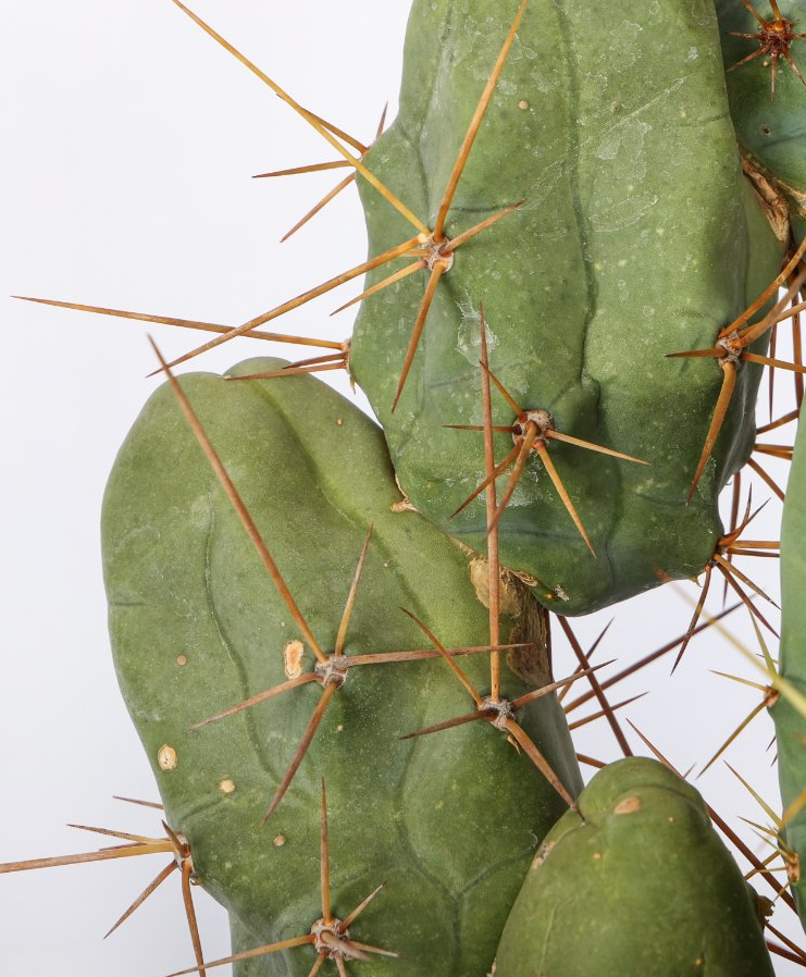 Trichocereus bridgesii 10 Pieces Seeds