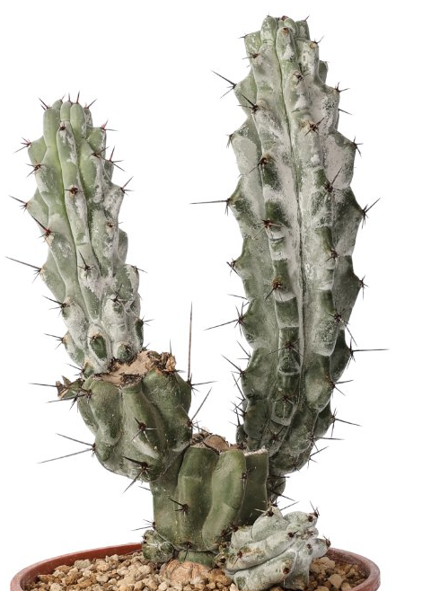 Stenocereus beneckei 10 Pieces Seeds