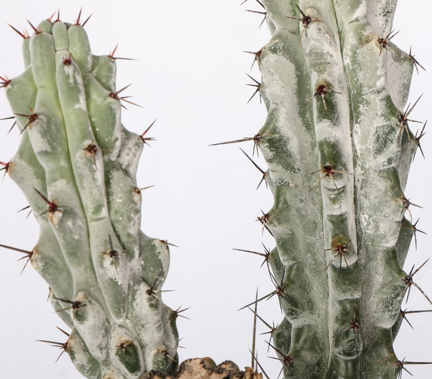 Stenocereus beneckei 10 Pieces Seeds