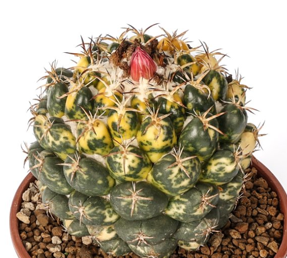 Coryphantha elephantidens variegata 10 Pieces Seeds