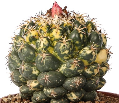 Coryphantha elephantidens variegata 10 Pieces Seeds