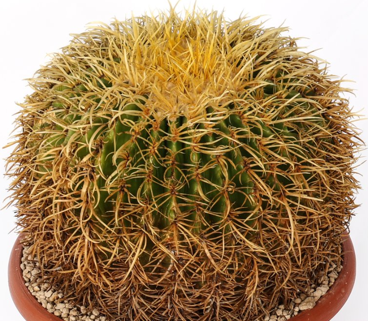 Echinocactus grusonii ‘Spina riccia’ 10 Pieces Seeds