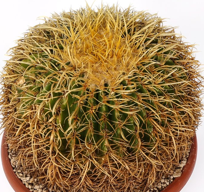 Echinocactus grusonii ‘Spina riccia’ 10 Pieces Seeds