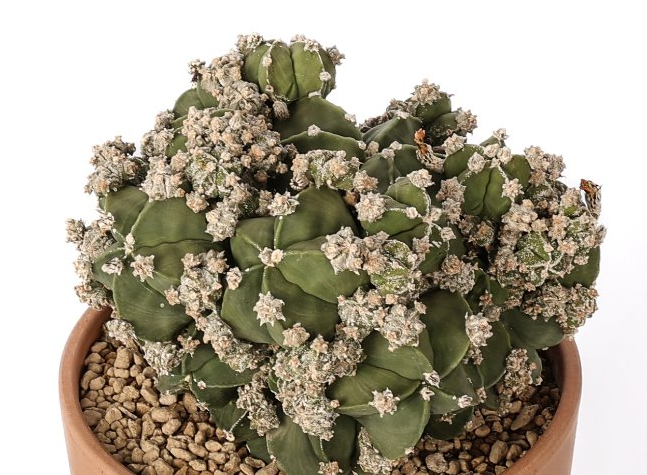 Astrophytum myriostigma nudum prolifera 10 Pieces Seeds