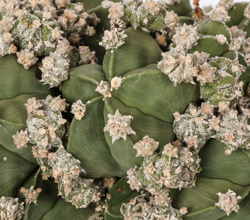 Astrophytum myriostigma nudum prolifera 10 Pieces Seeds