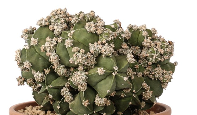 Astrophytum myriostigma nudum prolifera 10 Pieces Seeds