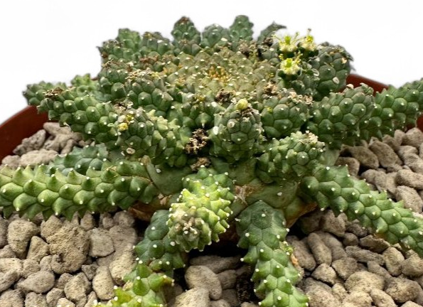 Euphorbia atroviridis 10 Pieces Seeds