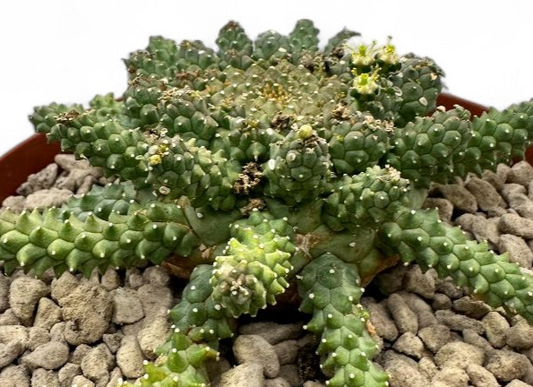 Euphorbia atroviridis 10 Pieces Seeds