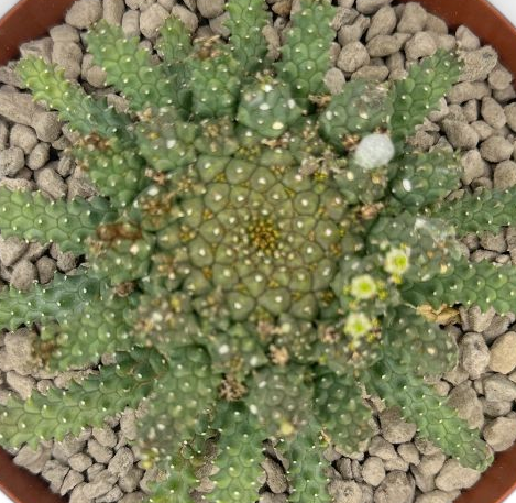 Euphorbia atroviridis 10 Pieces Seeds