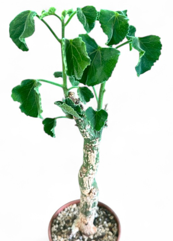 Adenia Keramanthus 7 Pieces Seeds