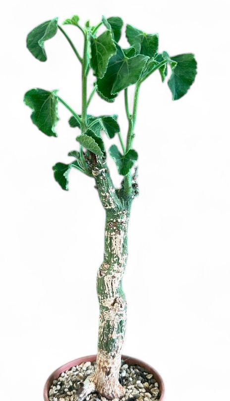 Adenia Keramanthus 7 Pieces Seeds