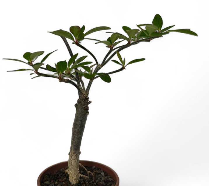 Euphorbia bongolavensis 5 Pieces Seeds