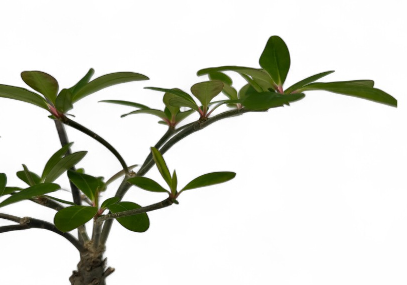Euphorbia bongolavensis 5 Pieces Seeds