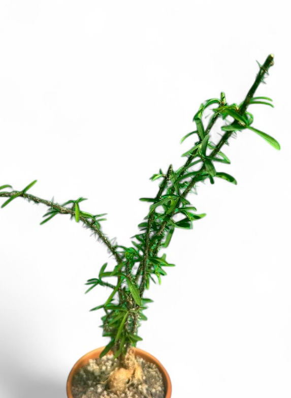 Euphorbia pedilanthoides 10 Pieces Seeds