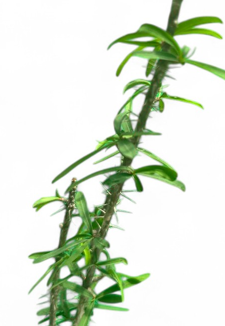 Euphorbia pedilanthoides 10 Pieces Seeds