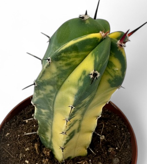 Myrtillocactus geometrizans variegato 10 Pieces Seeds