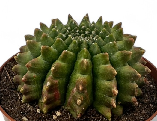 Gymnocalycium mihanovichii inermis mostruoso 10 Pieces Seeds