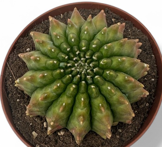 Gymnocalycium mihanovichii inermis mostruoso 10 Pieces Seeds