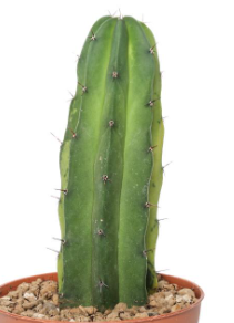Polaskia chichipe lemon lime 10 Pieces Seeds
