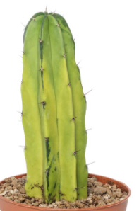 Polaskia chichipe lemon lime 10 Pieces Seeds