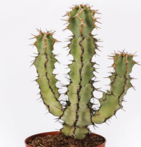 Euphorbia caerulescens 7 Pieces Seeds