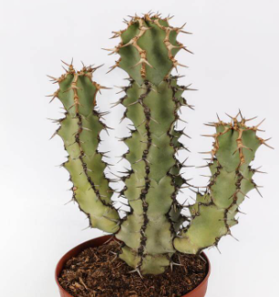 Euphorbia caerulescens 7 Pieces Seeds